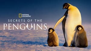 Secretos de los pingüinos — foto 5