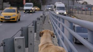 Stray — foto 8