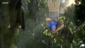 Murciélagos De Fruta