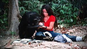 Lucy, el chimpancé humano — foto 5