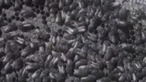 Wax, or The Discovery of Television Among the Bees — foto 4