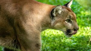 Path of the Panther — foto 9