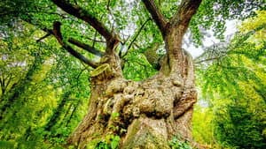 Deutschlands älteste Bäume — foto 1