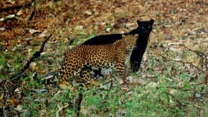 The Real Black Panther — foto 5