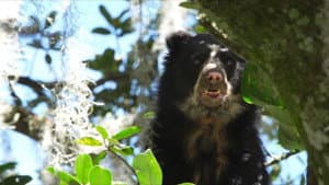 La vie secrète de l’ours à lunettes — foto 1
