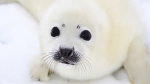 Animal Babies — foto 2