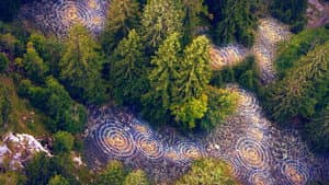 Unsere Wälder: Die Sprache der Bäume — foto 1