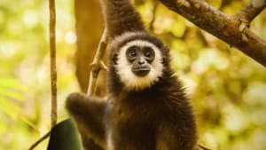 Primates — foto 4
