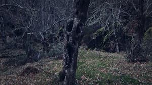 Trinta Lumes — foto 2