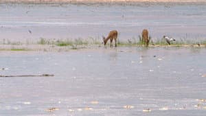 Africa River Wild — foto 2