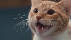 En la mente de un gato — foto 1
