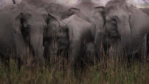 Secrets of Wild India — foto 5