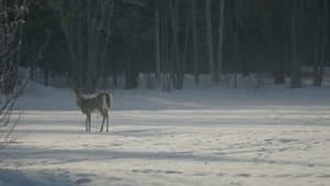 Dream Eater — foto 2