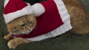 Mi Navidad con Bob — foto 10
