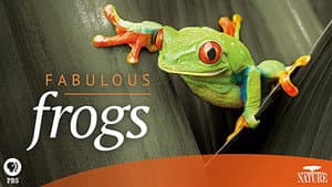 Fabulous Frogs — foto 2