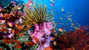 La gran barrera de coral con David Attenborough — foto 10