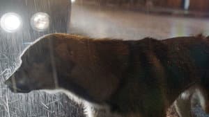 Space Dogs — foto 2