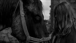El caballo de Turín — foto 8