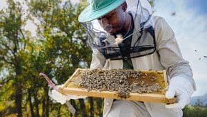 Secrets of the Bees — foto 3