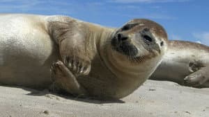 Wilde Ostsee — foto 1