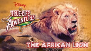El león africano — foto 3