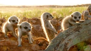Clan of the Meerkat — foto 4