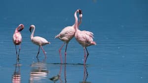 Nature: Love in the Animal Kingdom — foto 1