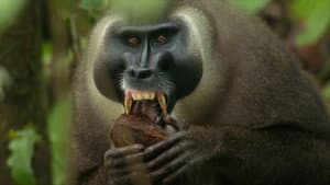 Lost Kings of Bioko — foto 1