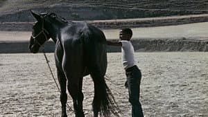 The Horse — foto 1
