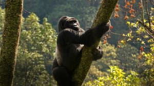 Uganda Salvaje (Wild Uganda) — foto 6