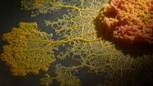 Le Blob, un génie sans cerveau — foto 2