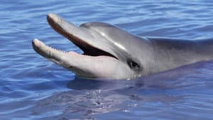 Dolphins: Is Our Love Too Deep? — foto 1