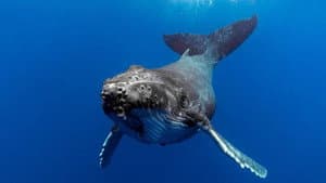 The Witness is a Whale — foto 1