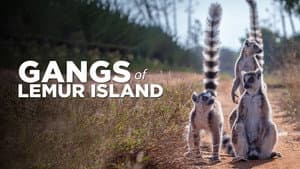 Gangs of Lemur Island — foto 2