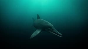 Attenborough and the Sea Dragon — foto 8