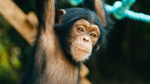 Baby Chimp Rescue — foto 4