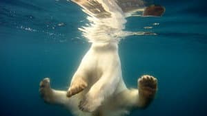 Osos Polares: Ice Bear — foto 6