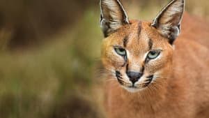 Wild Little Cats — foto 1