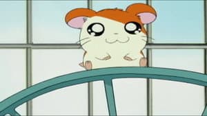 Hamtaro — foto 2