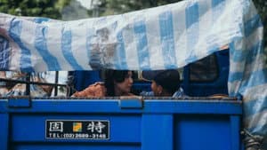 荔枝椿象 — foto 2