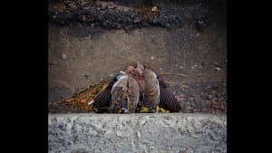 Estranho Animal — foto 1