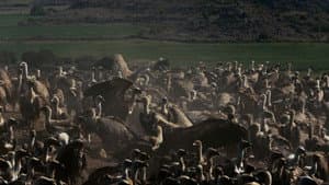 Multitudes: la magia salvaje de los números — foto 1