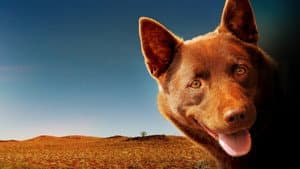Las aventuras del Perro Rojo — foto 1