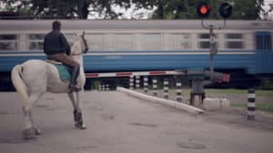 Сірі коні — foto 1
