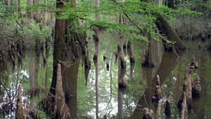 Gatorlands‎ — foto 1