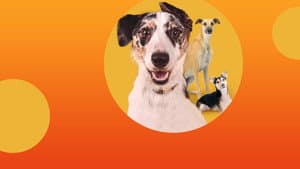 The Dog House Australia — foto 1