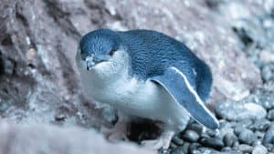 Kororā: Little Blue Penguin — foto 3