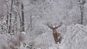 Wild — foto 4