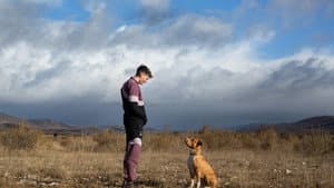 Chien de la casse — foto 11