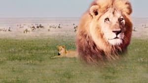 El león africano — foto 4